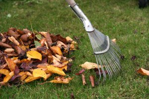 Fall Cleanups