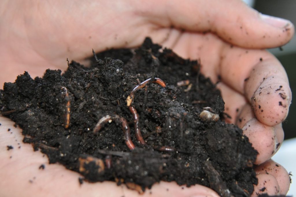 Red_Wiggler_Worms_In_Compost_