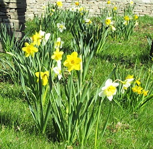 Daffodils