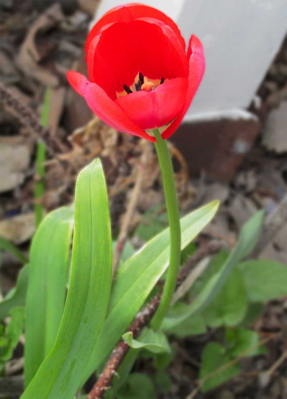 Tulip