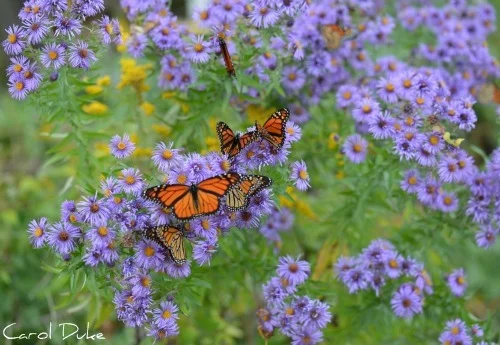Aster