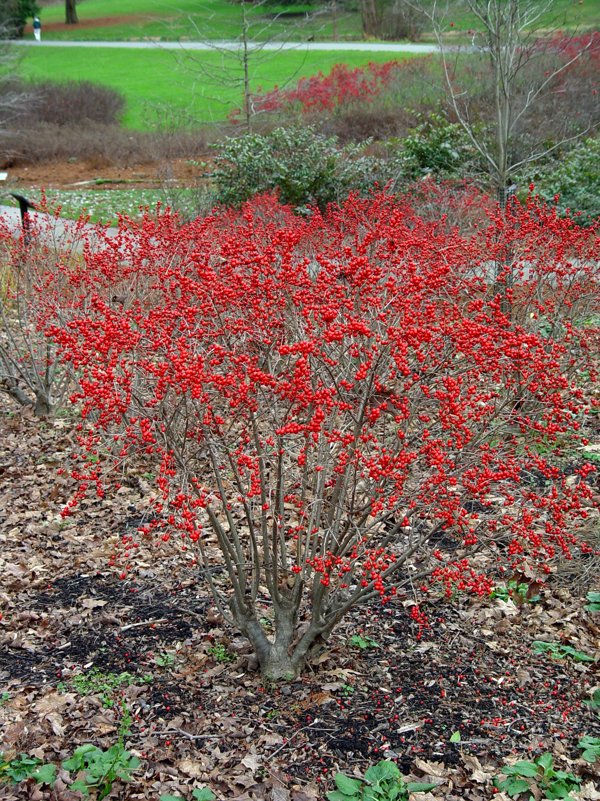 Winterberry Holly