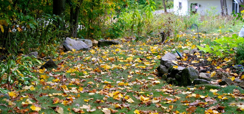 fallen-leaves