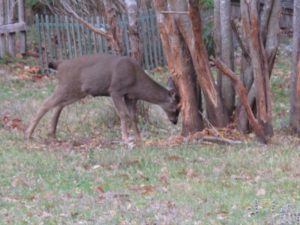 Deer can be very harmful to trees during mating season.