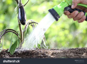 water plants