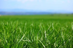 Sustainable, eco-friendly lawn fertilization program