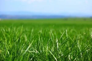 Sustainable, eco-friendly lawn fertilization program