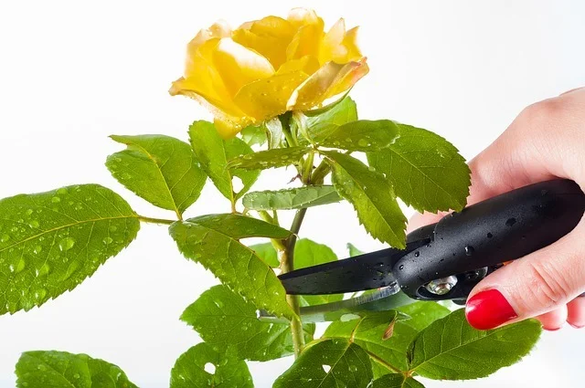 pruning roses