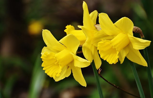 5 Pretty Flowers to Plant in January - RI Landscaper 855RILAWNS