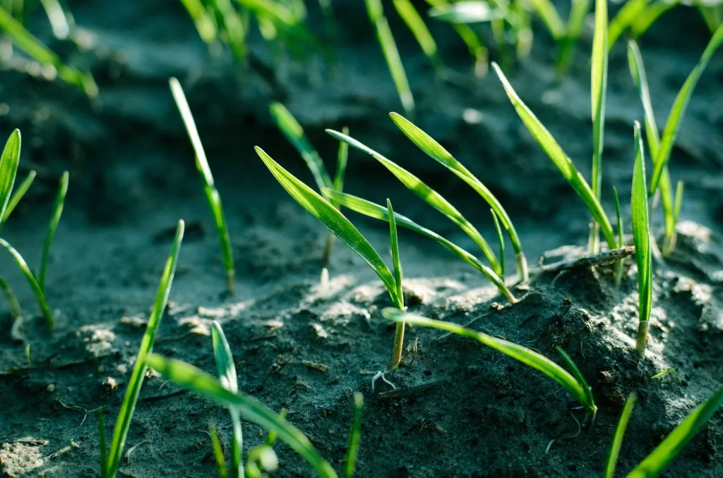 plant grass seed