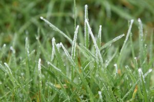 how to winterize your lawn