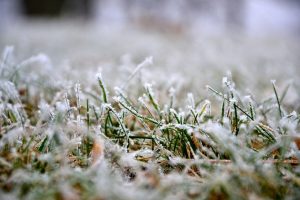 winter lawn care tips