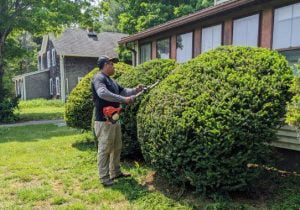 tips for healthy trees and shrubs