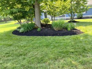 7 Effective Organic Lawn Care Tips for Spring