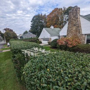 Hedge Trimming vs. Hedge Shaping: What’s the Difference?