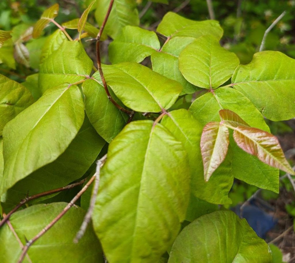 The Best Poison Ivy Treatment Spray: Enjoy an Itch-Free Summer