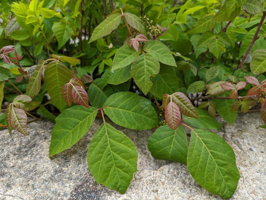 Poison Ivy Can Ruin Your Summer: Try Our Poison Ivy Treatment Spray