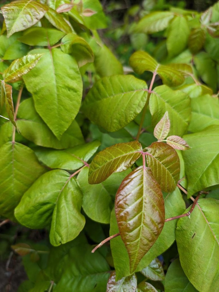 The Best Poison Ivy Treatment Spray: Enjoy an Itch-Free Summer
