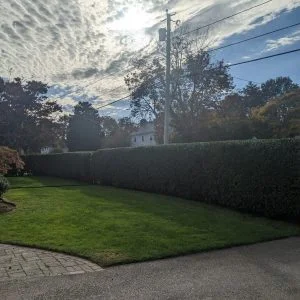 Why Is Hedge Trimming/Shaping Important?
