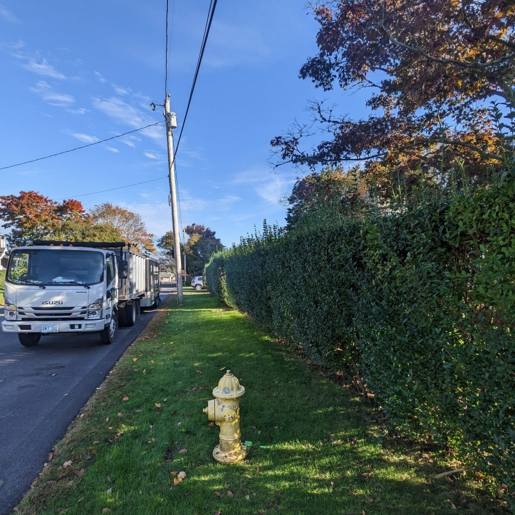 hedge trimming