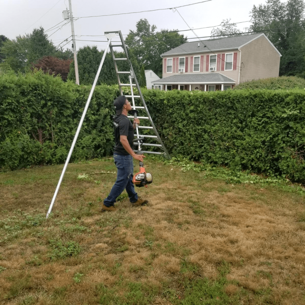 importance of Hedge Trimming/Shaping 