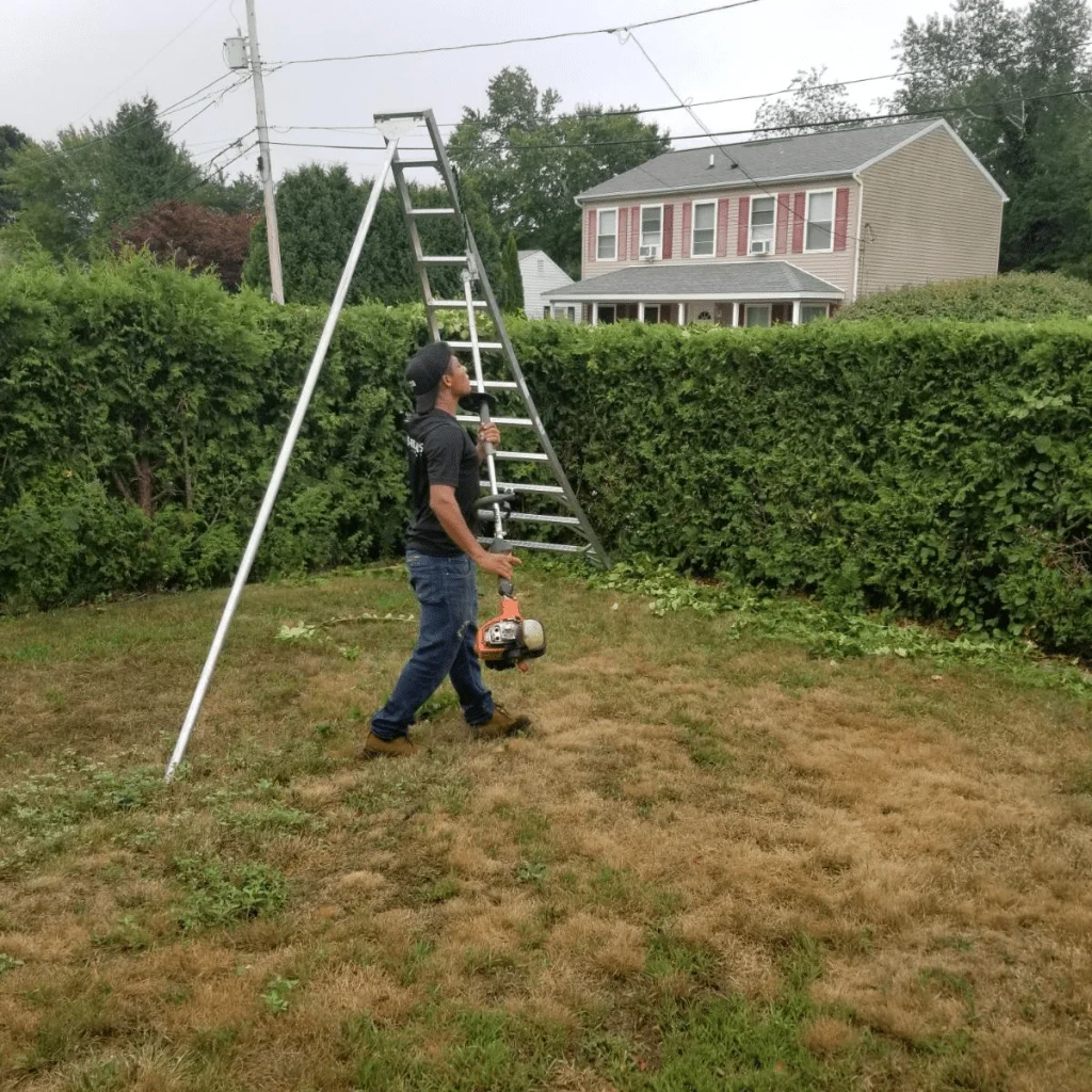 importance of Hedge Trimming/Shaping