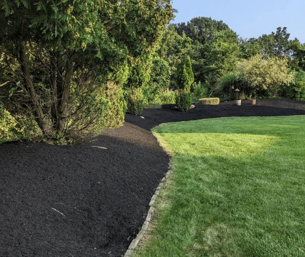 How to Apply Mulch to Your Garden? 4 Easy Steps