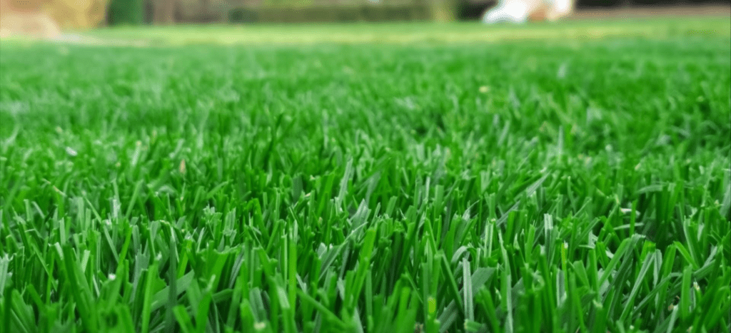 How to Care for Your Lawn After Aeration and Overseeding