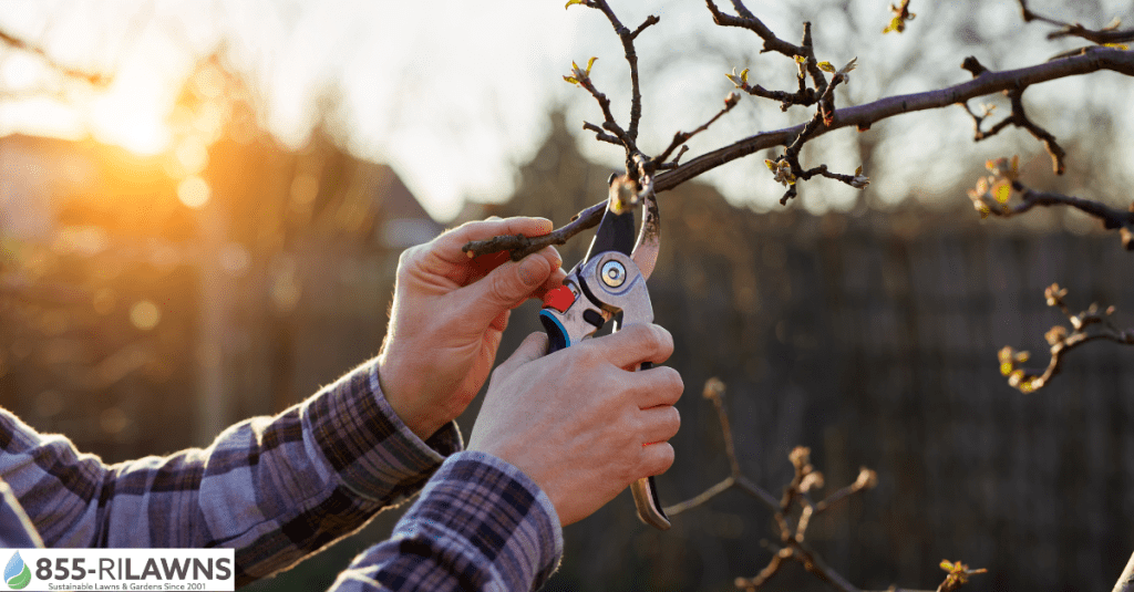 5 Winter Pruning Benefits That Keep Your Landscape Healthy Year-Round