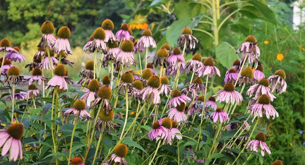 5 Winter Pruning Benefits That Keep Your Landscape Healthy Year-Round