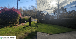 Hedge Trimming Tips and Techniques Every Homeowner Should Know