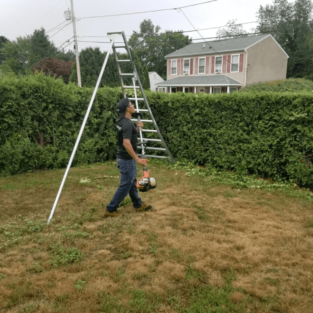 Hedge Trimming Tips and Techniques Every Homeowner Should Know