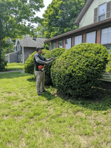Hedge Trimming vs. Hedge Shaping: What’s the Difference?