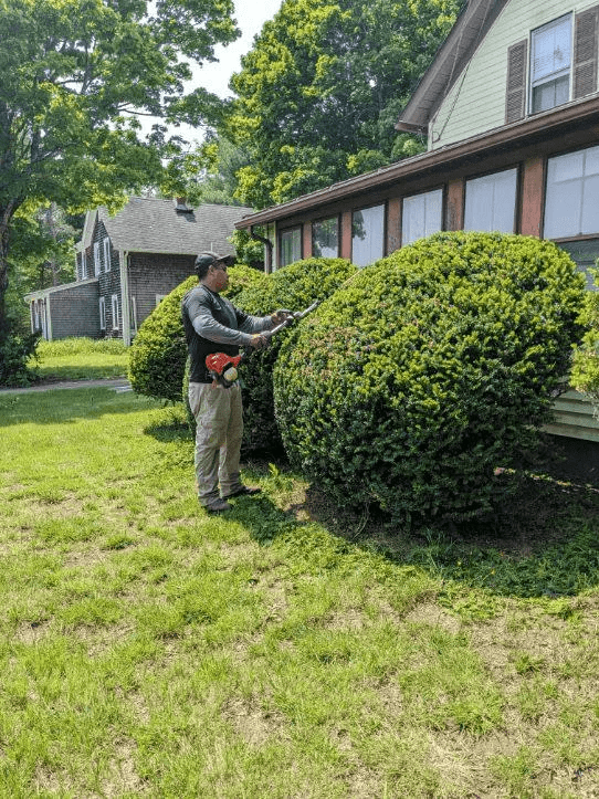 Hedge Trimming Tips and Techniques Every Homeowner Should Know