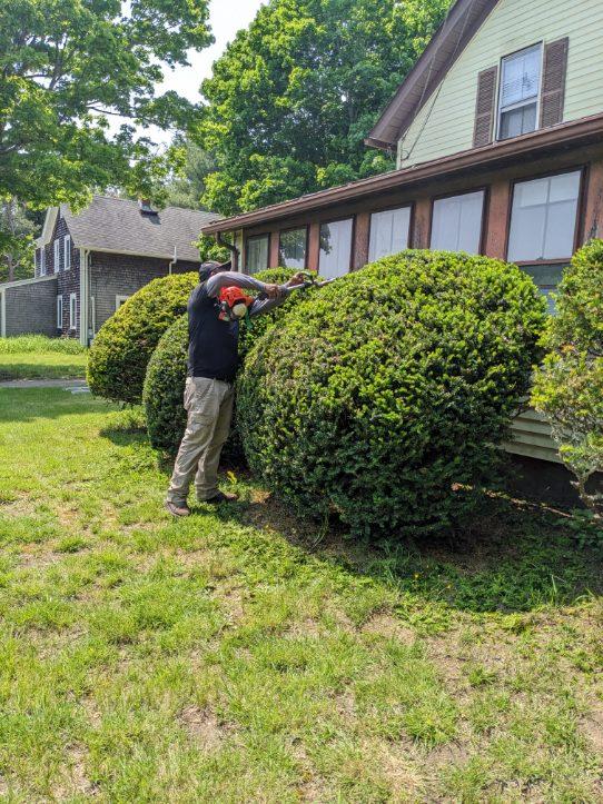 Hedge Trimming Tips and Techniques Every Homeowner Should Know