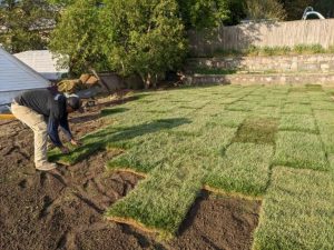 5 Signs You Need a Complete Lawn Renovation