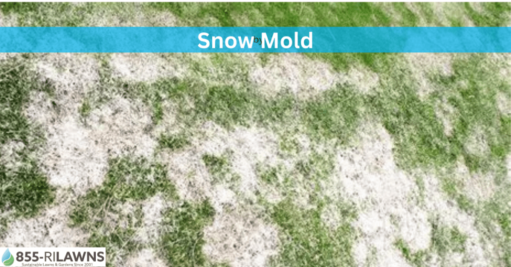 How to Protect Your Lawn from Snow Mold During Fall Cleanup