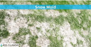 How to Protect Your Lawn from Snow Mold During Fall Cleanup