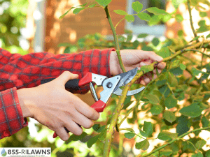 Late-Season-Pruning-Matters-During-Fall-Cleanup