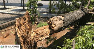 Why-Storm-Debris-Makes-Fall-Cleanup-Essential