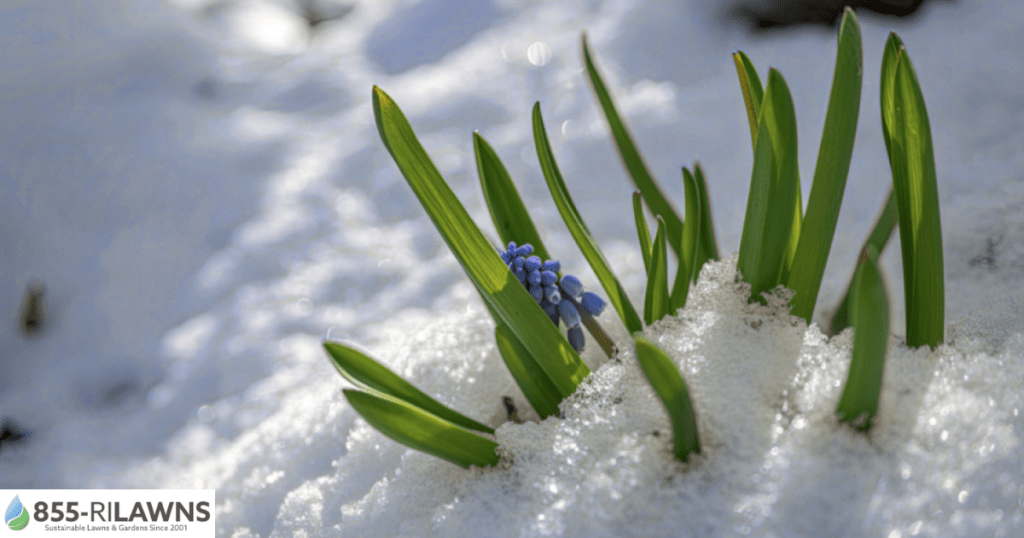 How-Spring-Thaw-Impacts-Your-Lawns-Soil-Health