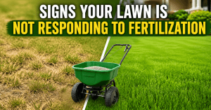 Signs-Your-Lawn-Is-Not-Responding-to-Fertilization