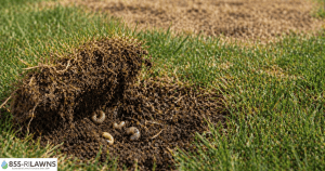 Signs-Your-Lawn-Is-Not-Responding-to-Fertilization