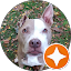 Veronica-Lynn Pit Bull Avatar